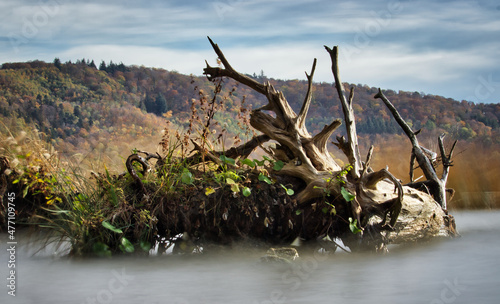 Long exposure of fallen tree in water at Laacher See  a volcanic lake in the Eifel region of Germany.