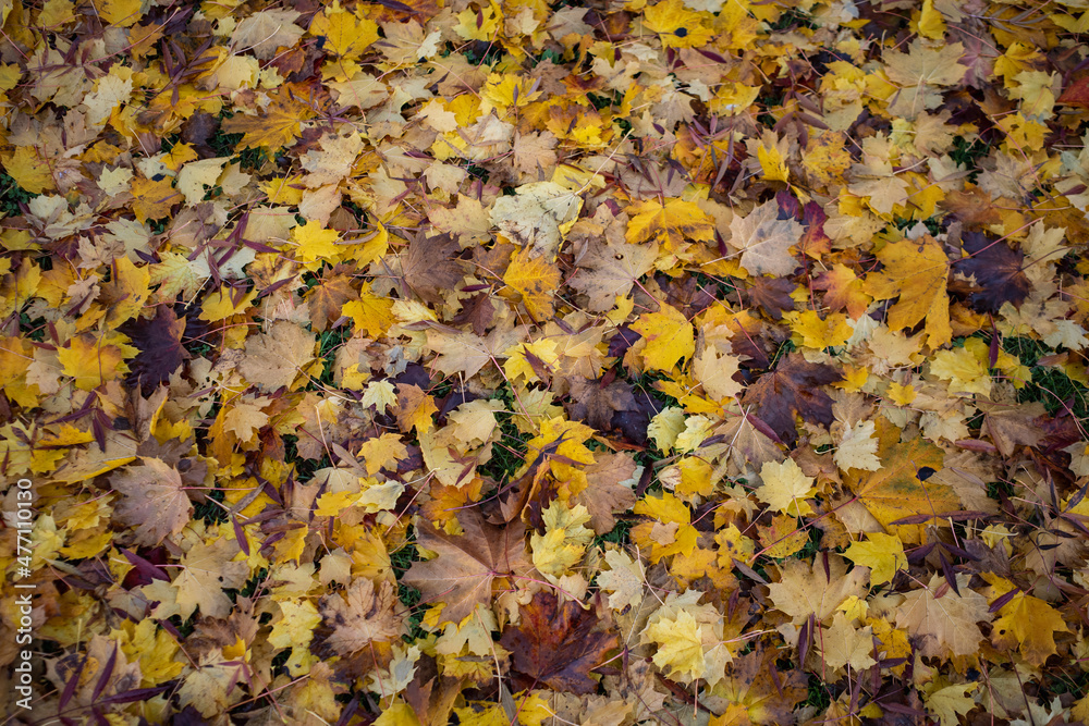 tapis de feuilles mortes tapis de feuilles mortes
