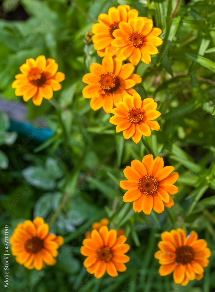 Orange Flowers of Zinnia narrow-leaved close-up on a background of greenery in summer Orange Flowers of Zinnia narrow-leaved close-up on a background of greenery in summer
