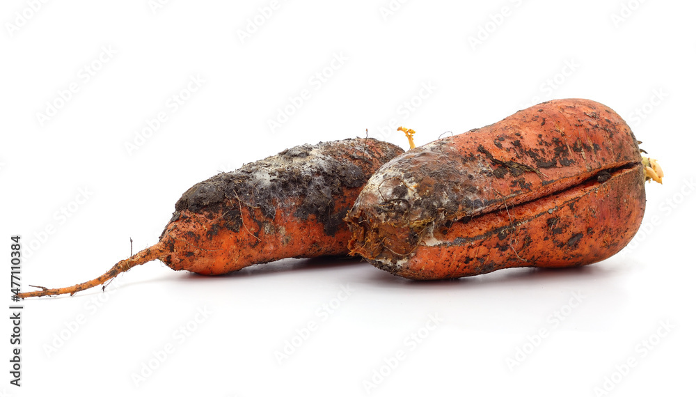 Carrots with mold. Carrots with mold.