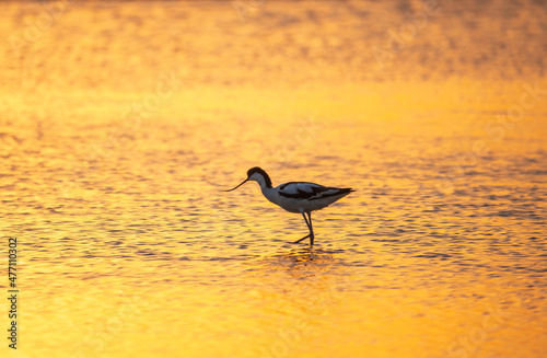 Water bird pied avocet, Recurvirostra avosetta, standing in the water in orange sunset light. The pied avocet is a large black and white wader with long, upturned beak