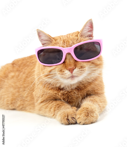 Cat in sunglasses.