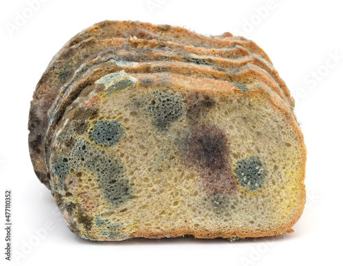 Piece of moldy bread. photo