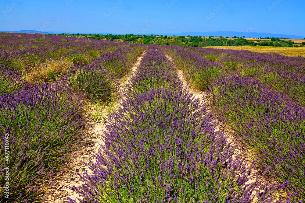Lavendel bei Valensole, Provence