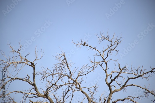 un oiseau perch   sur un arbre mort dans la foret class  e.