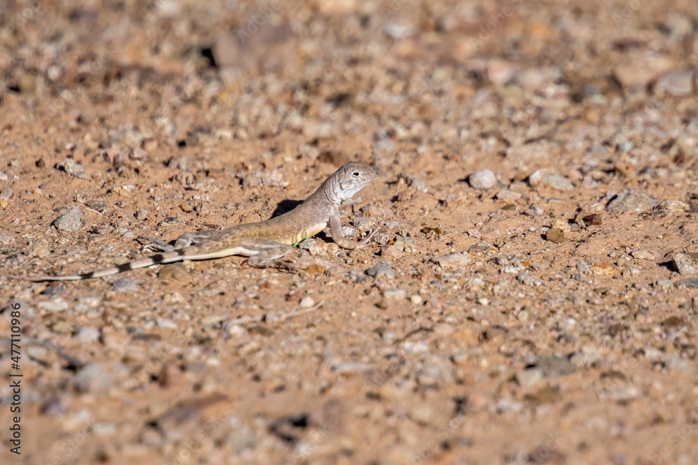 A Zebra Tailed Lizard in Saguaro National Park, Arizona A Zebra Tailed Lizard in Saguaro National Park, Arizona