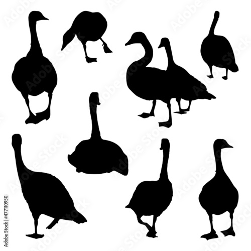Vector Collection Set of Canada Goose Silhouettes