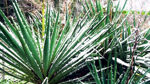 Asparagales - Agave tequilana at winter time. The leaves of the southern plant are covered with unexpected snow. Subtropics photo