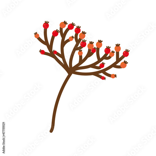 rowan branch on a white background