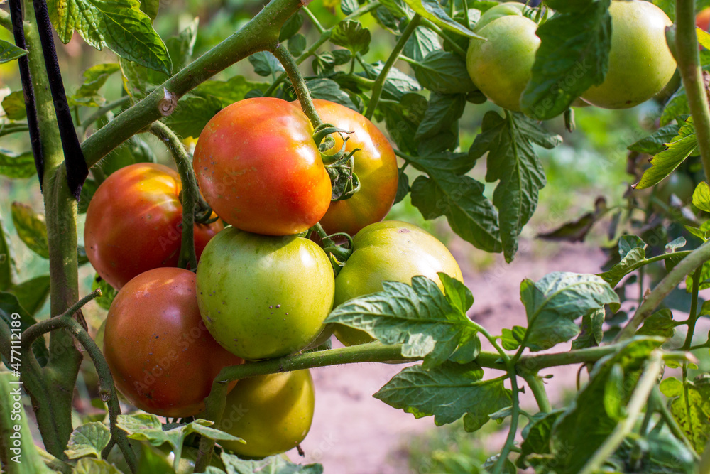 tomatoes ripening on a branch red and green tomatoes ripening on a branch red and green