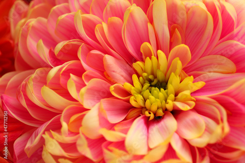 Beautiful blooming chrysanthemum flower as background  closeup