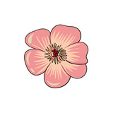 vector color buttercup icon, flower head, isolated