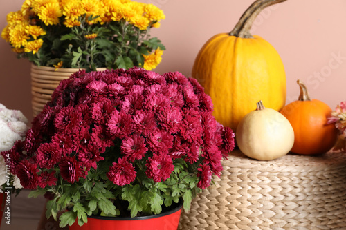 Beautiful potted fresh chrysanthemum flowers and pumpkins near pale pink wall