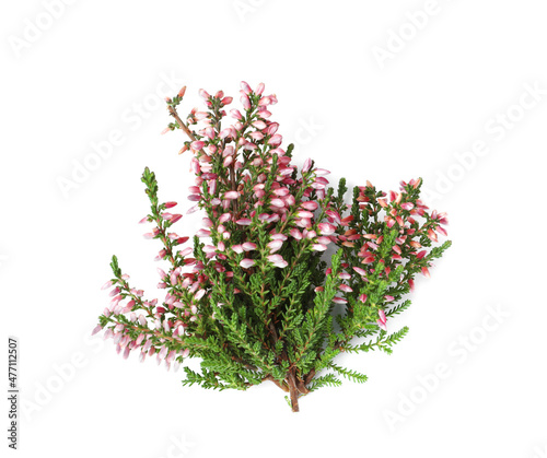 Branches of heather with beautiful flowers on white background, top view
