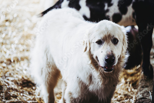Portrait d'un patou chien de berger dans une bergerie photo
