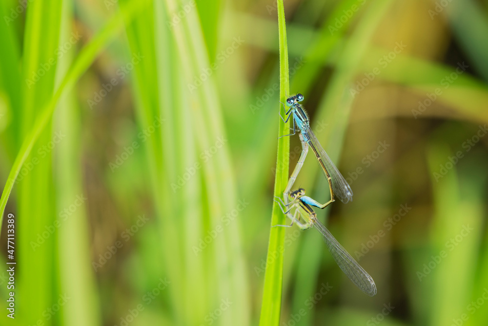 Douniang lives on wild plants in the field, and douniang is mating Douniang lives on wild plants in the field, and douniang is mating