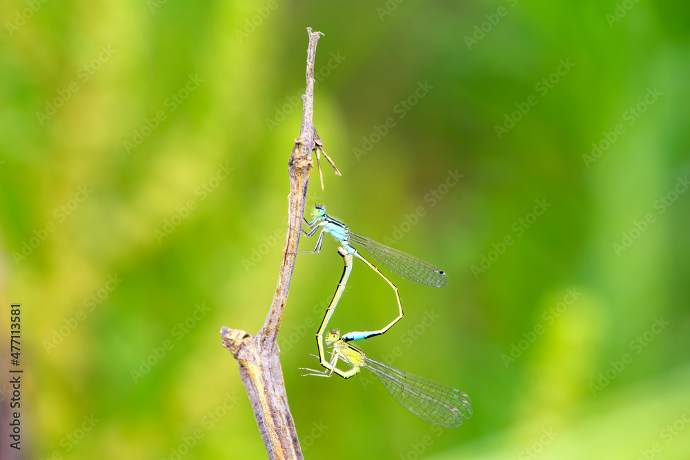 Douniang lives on wild plants in the field, and douniang is mating Douniang lives on wild plants in the field, and douniang is mating