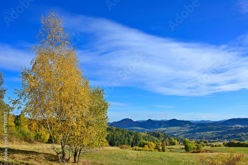 Colorful trees on a slope with dry grass under blue sky with white clouds. Autumn mountains landscape.