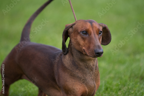 Smooth Dachshund close up at dog show