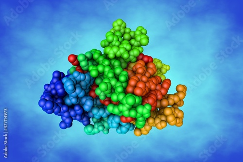 Space-filling molecular model of the fibrinogen-like domain of human angiopoietin-4 (Angptl4). Rendering based on protein data bank. Rainbow coloring from N to C. 3d illustration photo