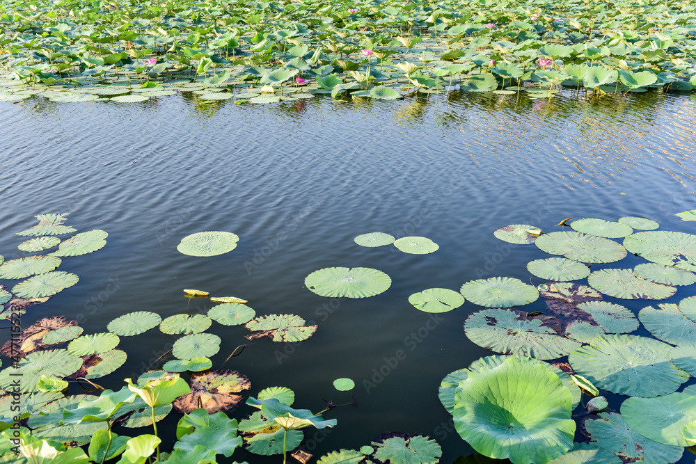 In summer, the lotus pond in the city park and the scenery of the city skyline