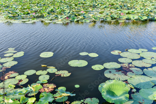 In summer, the lotus pond in the city park and the scenery of the city skyline © 欣谏