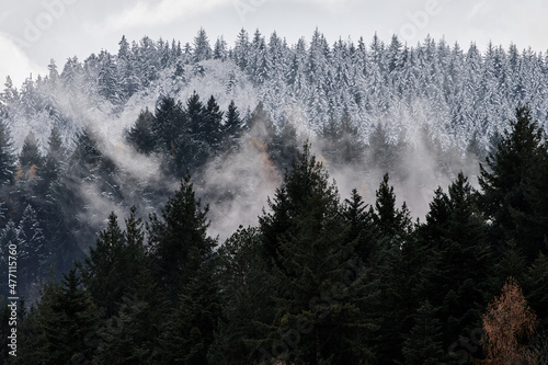 Foggy winter day with snow on coniferous trees in the Black Forest, Germany.