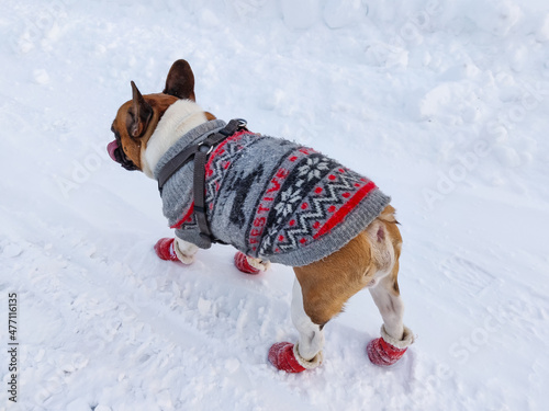 Fototapeta Naklejka Na Ścianę i Meble -  French bulldog dog at winter time wearing warm overalls