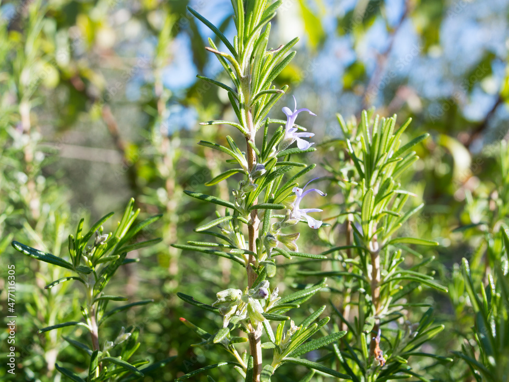 Detail of fresh rosemary plant in nature, Salvia rosmarinus, with needle-like leaves and flowers, aromatic culinary herb specific to Mediterranean, from Croatia Detail of fresh rosemary plant in nature, Salvia rosmarinus, with needle-like leaves and flowers, aromatic culinary herb specific to Mediterranean, from Croatia