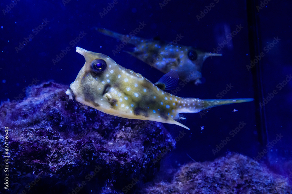 Obraz premium macro Lactoria cornuta Linnaeus fish