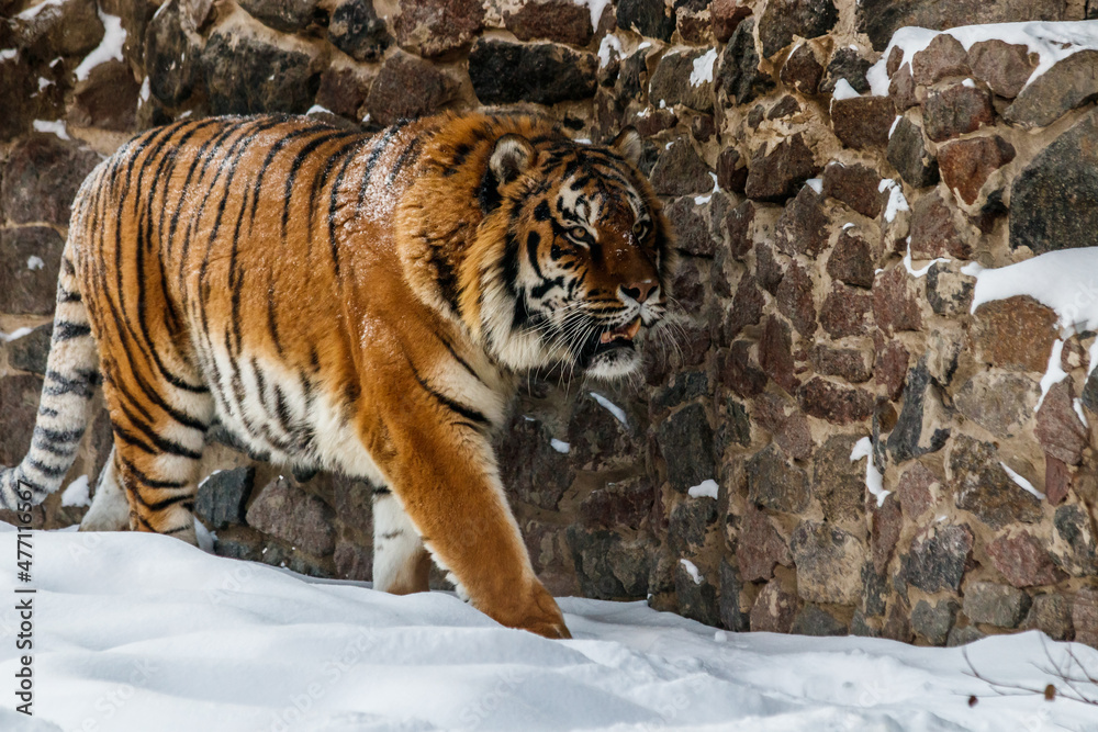 Obraz premium beautiful panthera tigris on a snowy road
