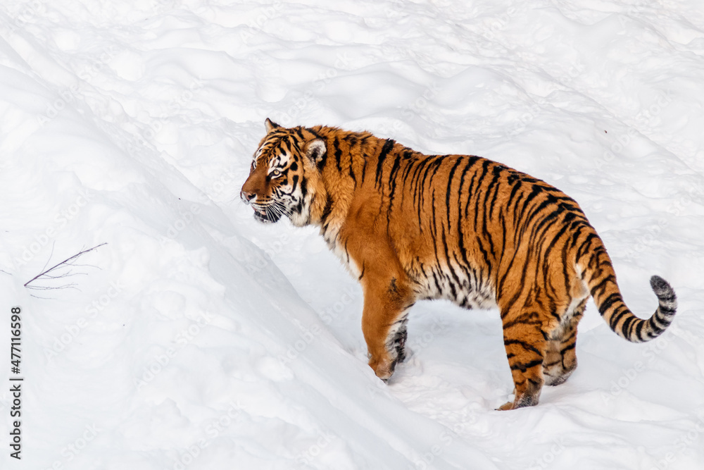beautiful panthera tigris on a snowy road
