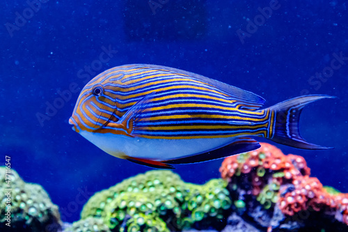 Fish Striped Surgeon Acanthurus lineatus