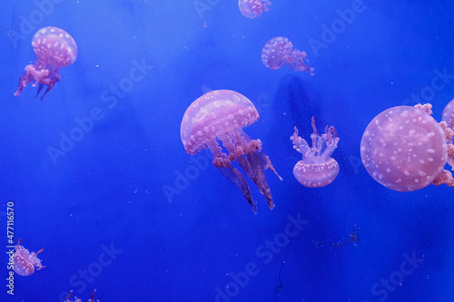 macro of a beautiful jellyfish mastigias papua photo
