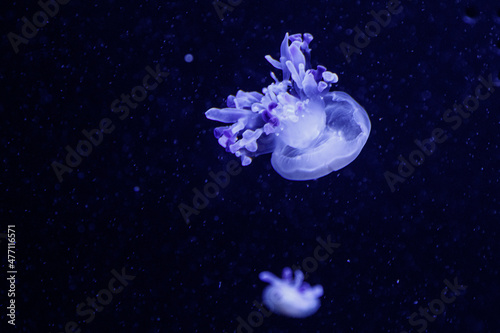 macro of a beautiful jellyfish rhizostoma luteum photo