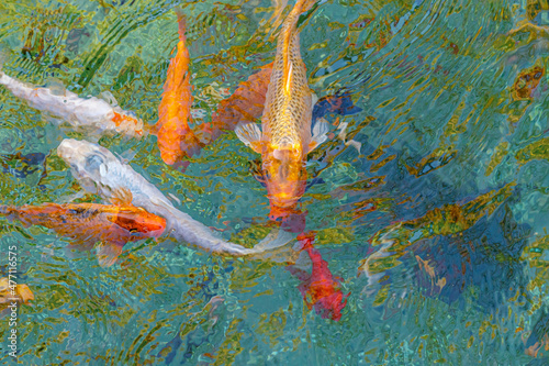 Canvas Print macro koi fish carps in water