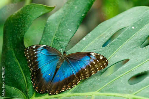 macro beautiful butterfly Morpho helenor photo