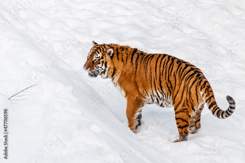 beautiful panthera tigris on a snowy road