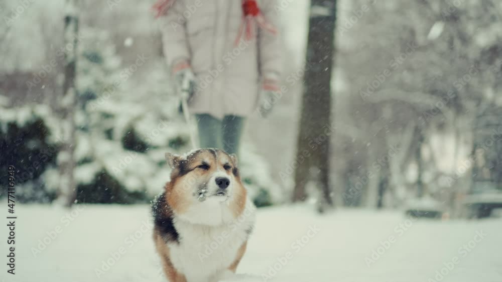 close up 4k slow motion cute curious tricolor Pembroke Welsh Corgi dog walking outdoors in deep snow with woman owner. snowflakes flying, dog funny shakes head and ears. winter beauty fist snow fun. close up 4k slow motion cute curious tricolor Pembroke Welsh Corgi dog walking outdoors in deep snow with woman owner. snowflakes flying, dog funny shakes head and ears. winter beauty fist snow fun.