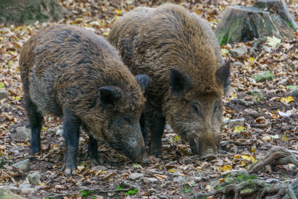 Two wild boars in autumn forest searching for food Two wild boars in autumn forest searching for food
