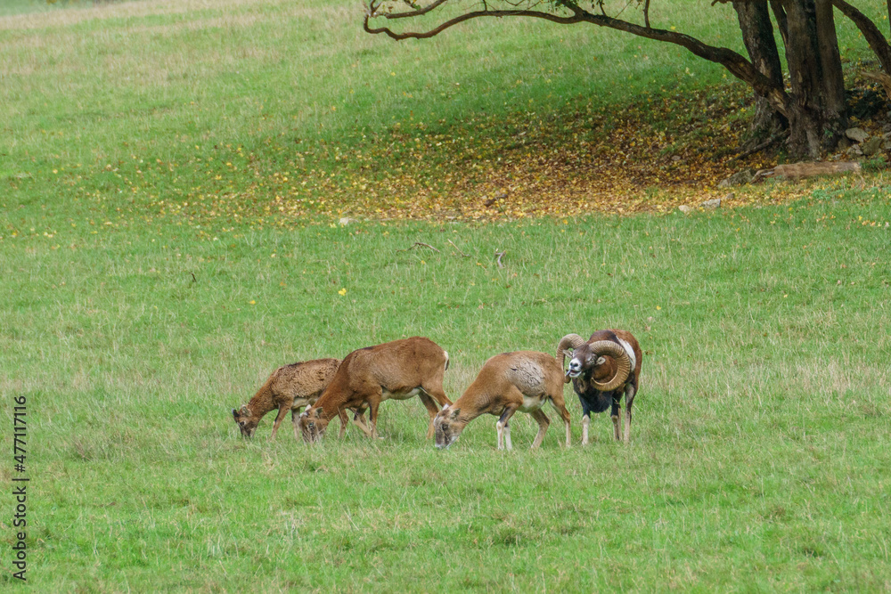 Funny aries roaring at deer standing on meadow Funny aries roaring at deer standing on meadow