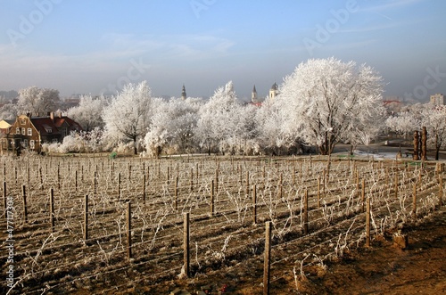 Zielona Góra Zimą- Winnica © Pawel Sulatycki