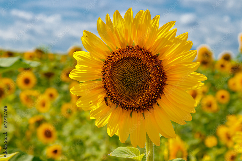 Beautiful field of yellow sunflowers on a background of blue sky with clouds