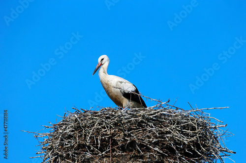 A White Stork at its nest in the village Bergenhusen, Schleswig-Holstein, Germany