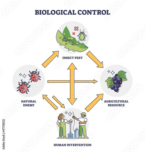 Biological control with insect pest and human intervention outline diagram. Labeled educational scheme with natural enemy and agricultural resource interaction vector illustration. Safe bio management
