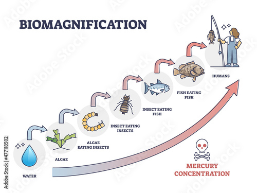Biomagnification with toxic and poisonous mercury concentration outline diagram. Labeled educational dangerous food chain gradual contamination from algae, insects, fish to humans vector illustration.