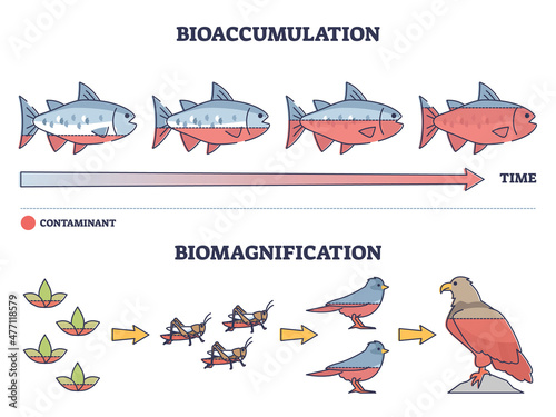 Canvas Print Bioaccumulation vs biomagnification toxic poisoning process outline diagram