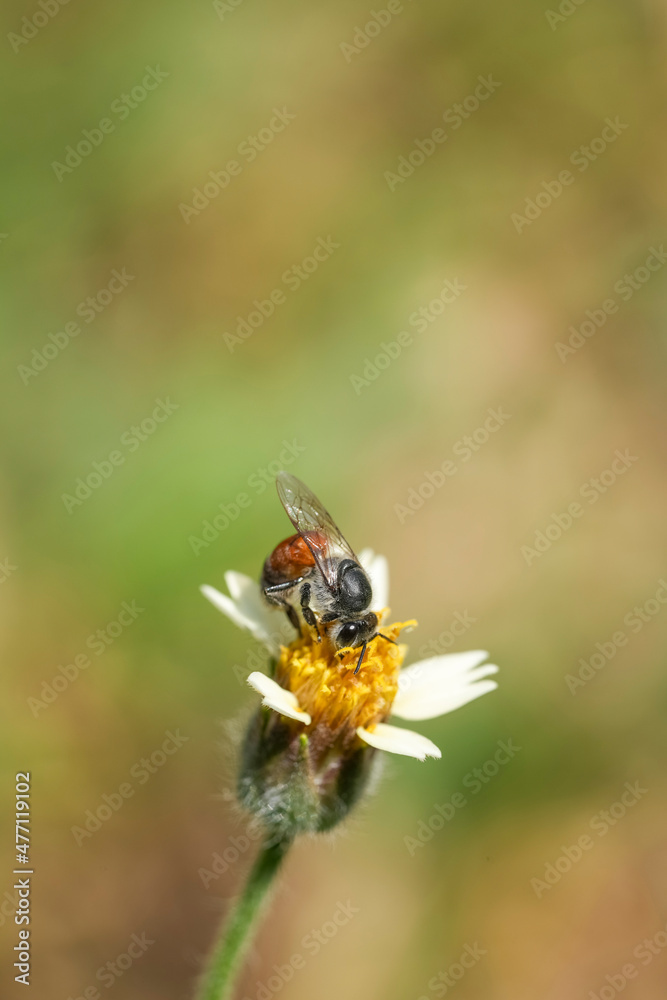 Yellow Bee collecting pollen at yellow flower flower on green natural garden Blur background, Bee flying over the yellow flower in blur background
Yellow Bee collecting pollen at yellow flower flower on green natural garden Blur background, Bee flying over the yellow flower in blur background