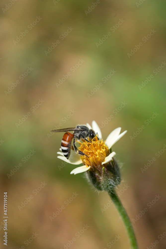Flying honey bee collecting pollen at yellow flower. Bee flying over the yellow flower
Flying honey bee collecting pollen at yellow flower. Bee flying over the yellow flower