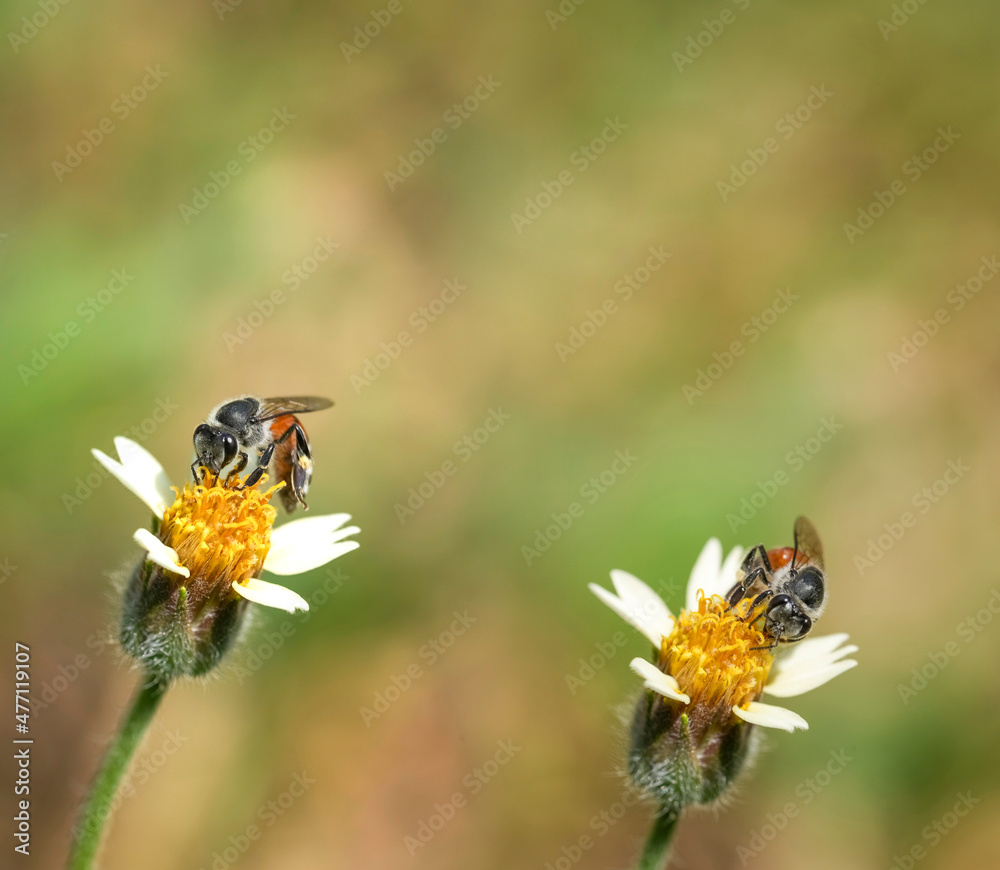Flying honey bee collecting pollen at yellow flower. Bee flying over the yellow flower
Flying honey bee collecting pollen at yellow flower. Bee flying over the yellow flower
